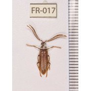 CALLIRPHIDAE SSP